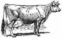Raising Cattle For Profit
